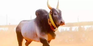 jallikattu