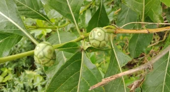 மஞ்சனத்தி மரத்தில் மறைந்திருக்கும் ஆரோக்கிய நன்மைகள்..!