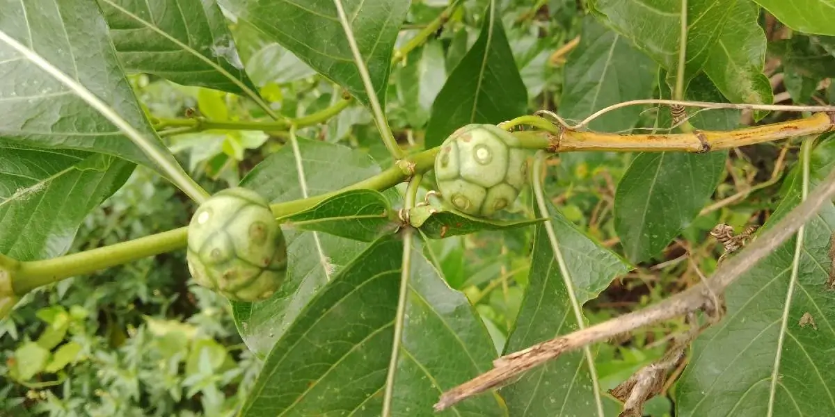 manjanathi tree (1)