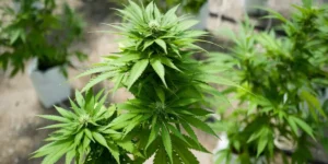 Himachal Pradesh approved medical research purpose Cannabis planet