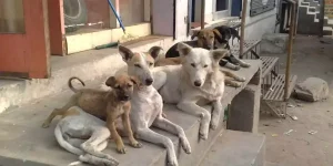 Morocco stray dogs shootout