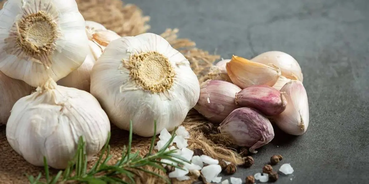 garlic (3) (1)