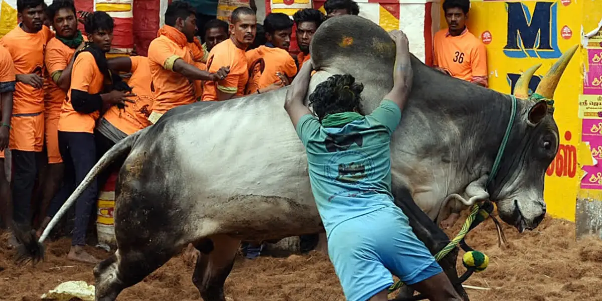 jallikattu 2025