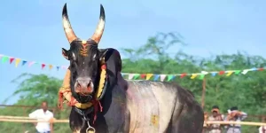 jallikattu 2025 application