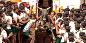 jallikattu price