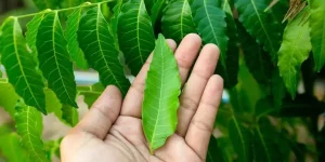 neem leaf (1)