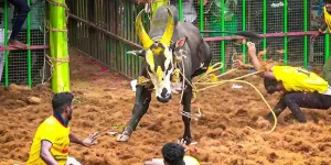 pongal jallikattu 2025