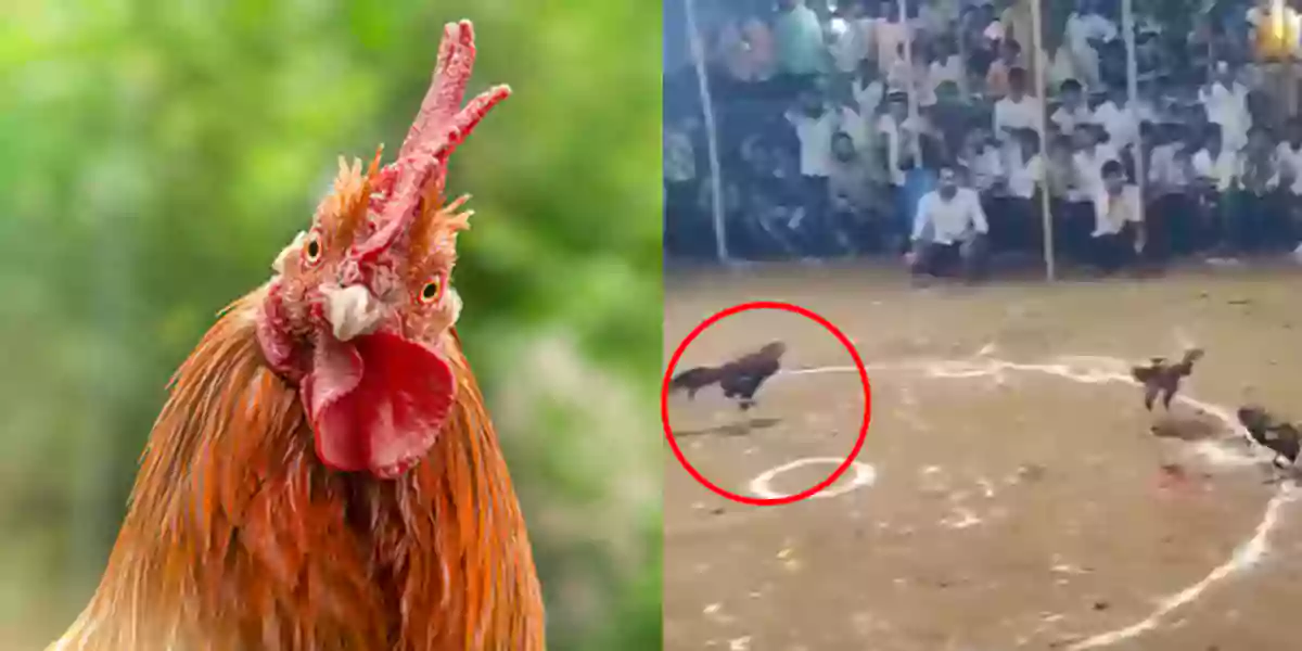 rooster fight