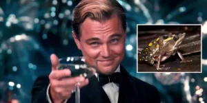 A New Frog Species Named Leonardo DiCaprio