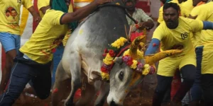 Jallikattu - Madurai