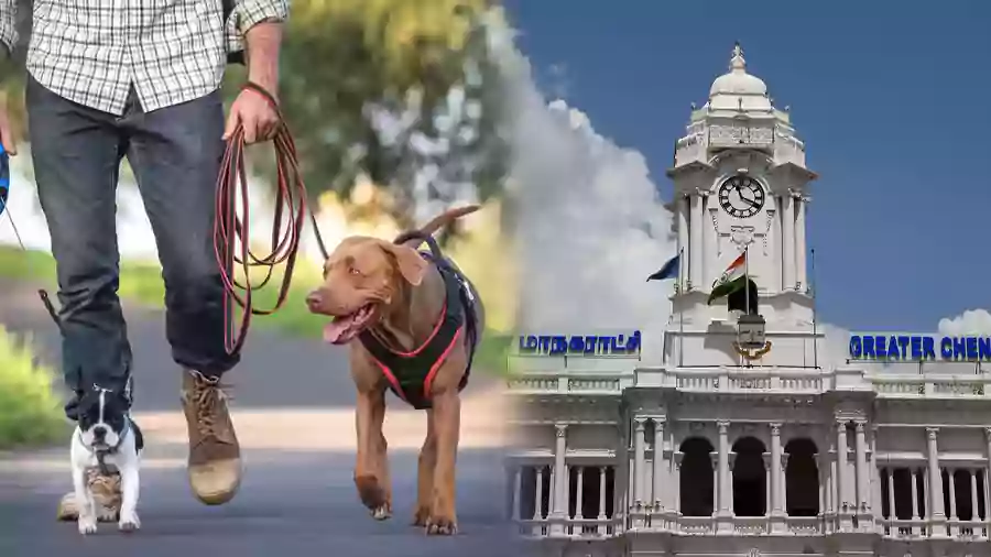 chennai corporation - dog